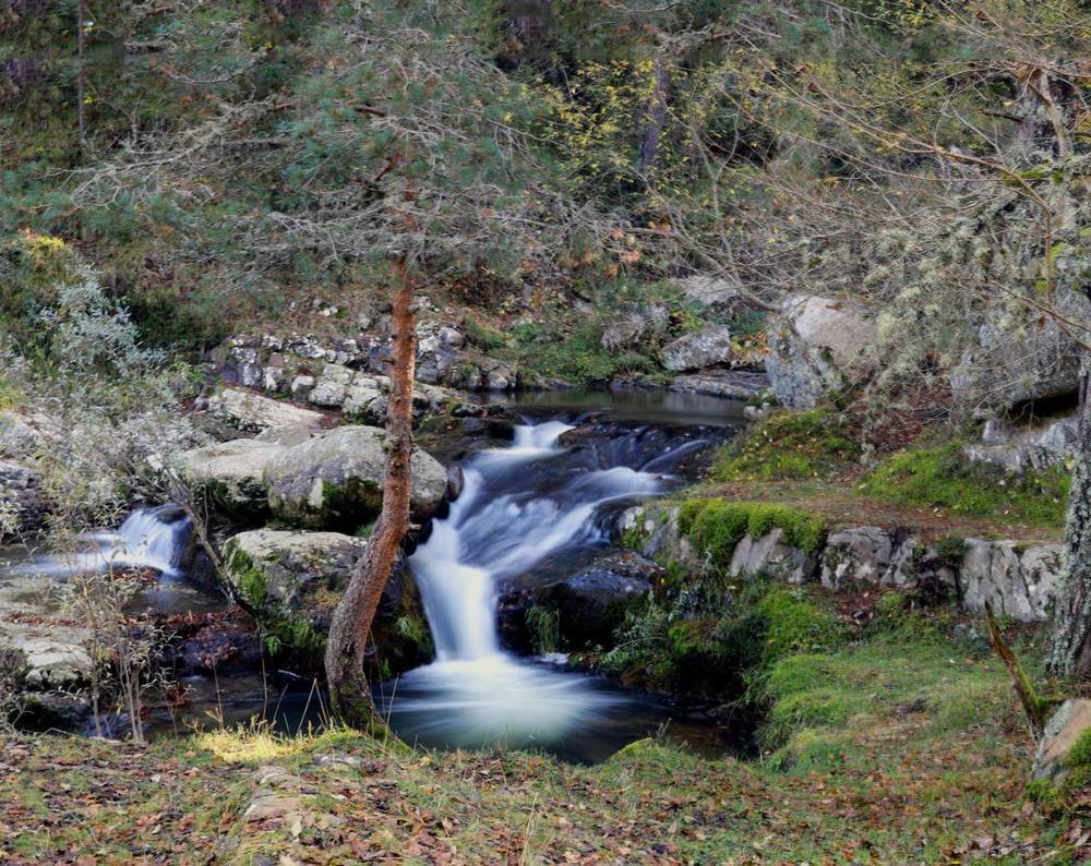 arbol rio ra.jpg