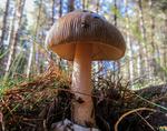 01 AMANITA-VAGINATA-IMG_0986-3-W.jpg