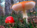 01-AMANITA-MUSCARIA-IMG_3226-2-W-b.jpg