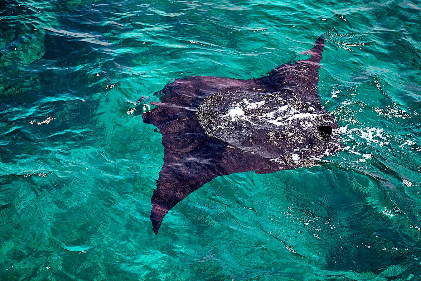 Cándido Barco. Komodo