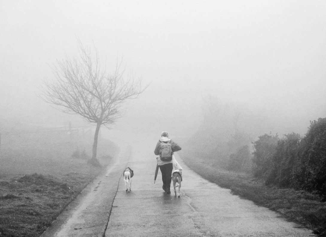 Niebla 2 galgos.jpg