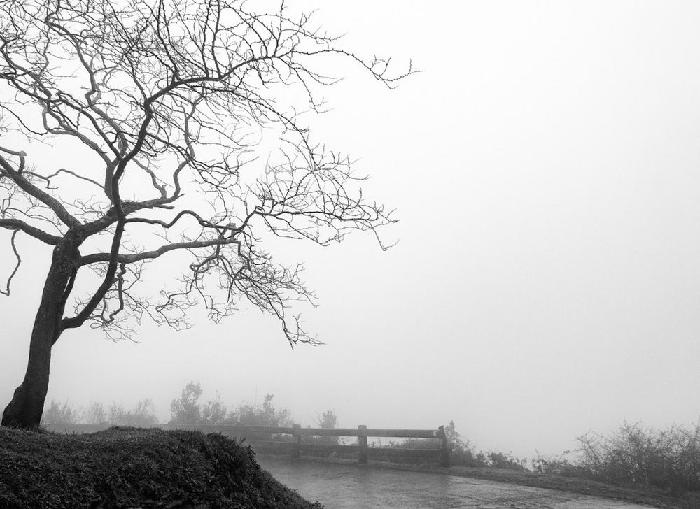 Niebla  arbol perfil 2.jpg