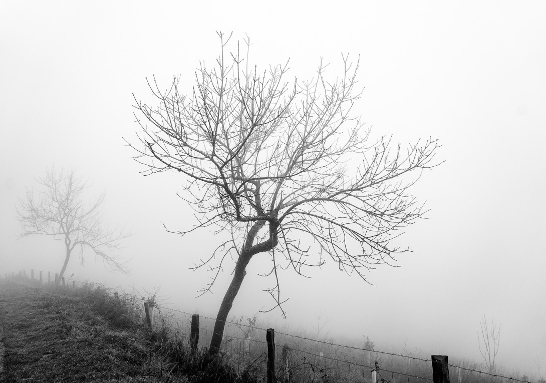 Niebla  arbol perfil 3.jpg