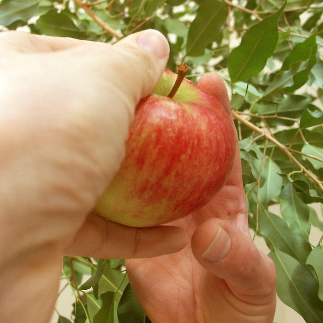 Txema y Puri. Nos preguntamos que pecado tiene comer manzanas 1