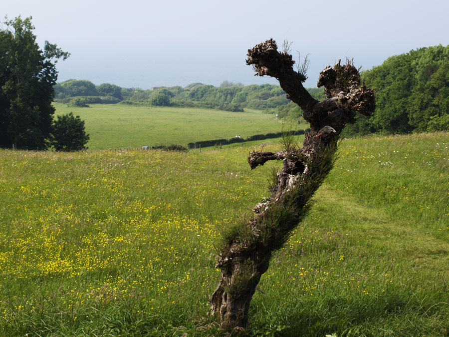 árbol