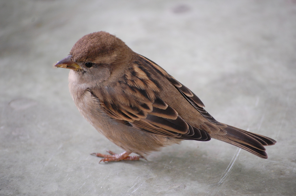 pajaro