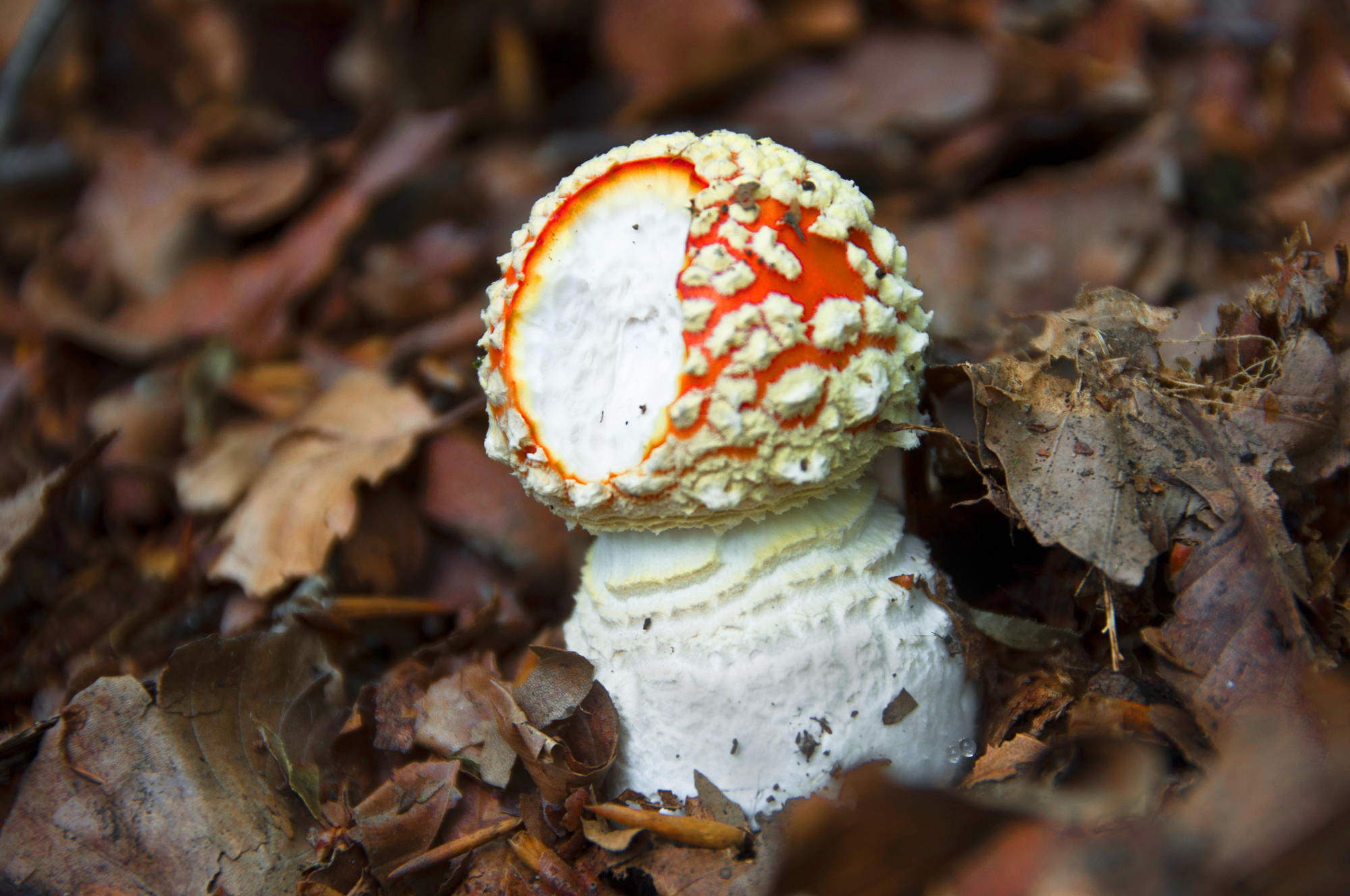 Amanita Muscaria