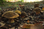 Boletus Erythropus