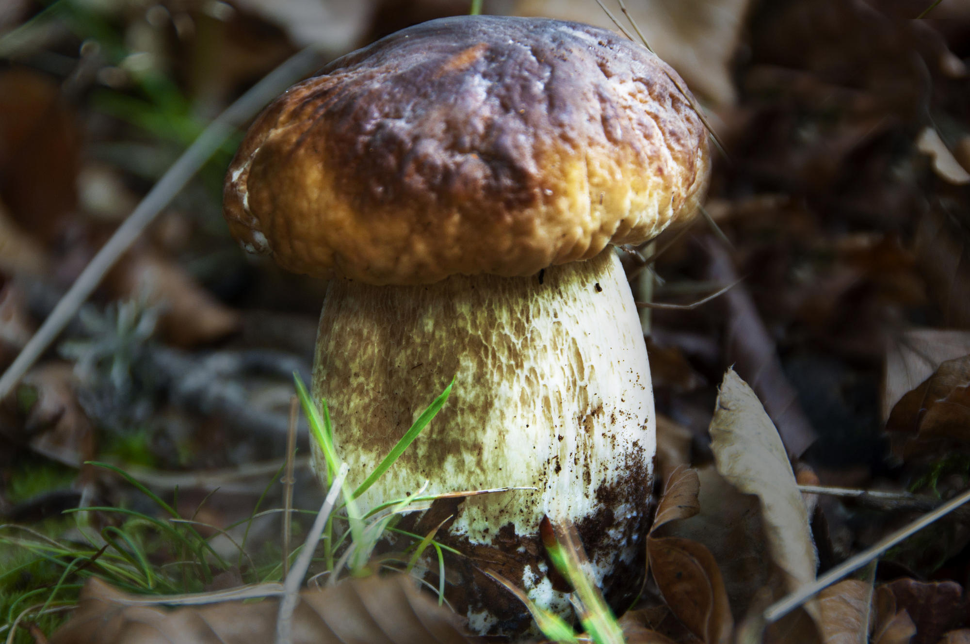 Boletus Reticulatus