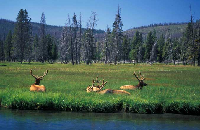 Yellowstone