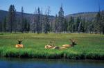 Yellowstone