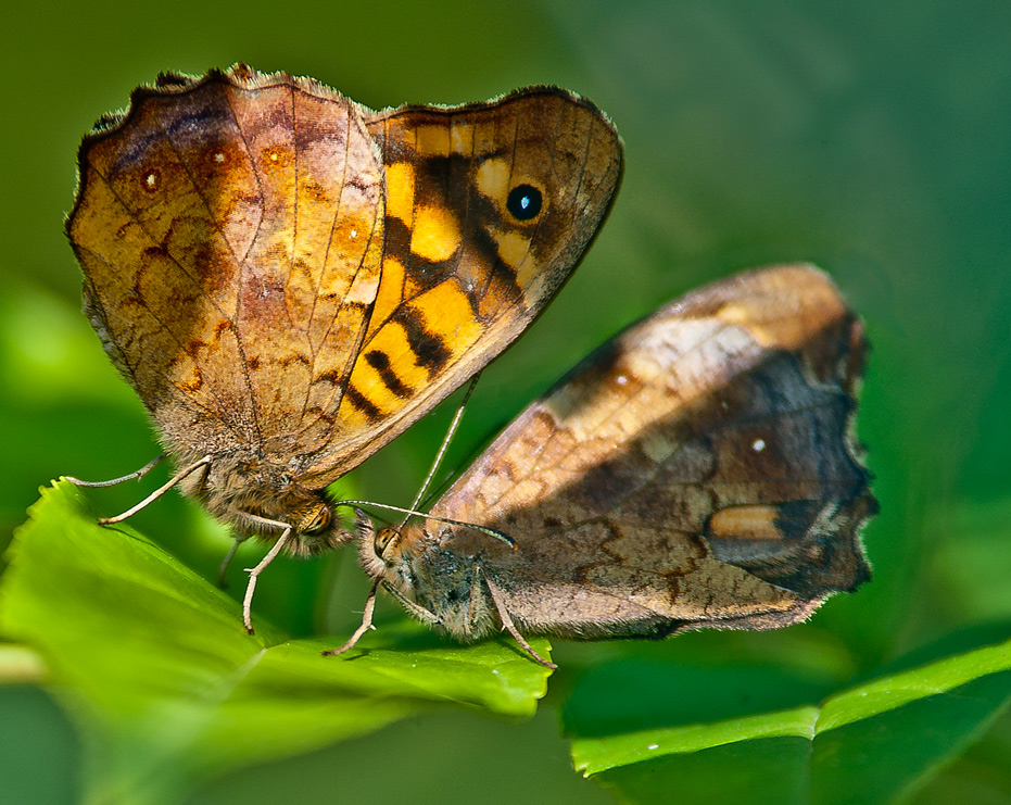 Mariposas