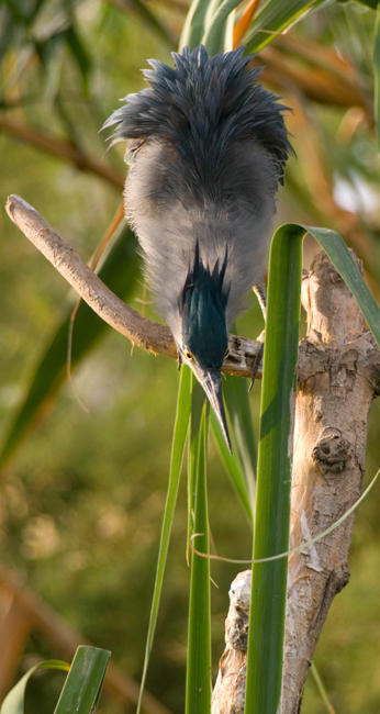 Javier Urkiaga-pajaro2.jpg