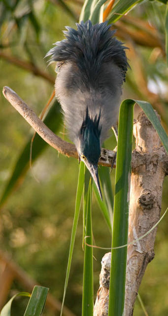 Javier Urkiaga-pajaro2.jpg