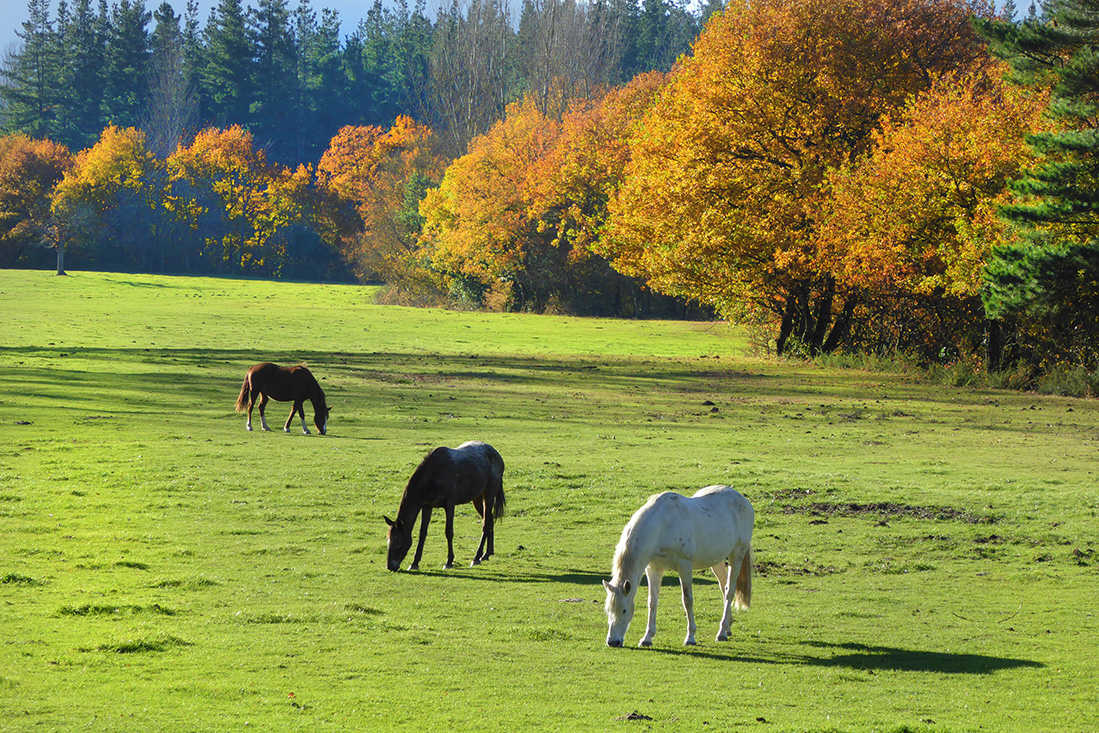 Otoño