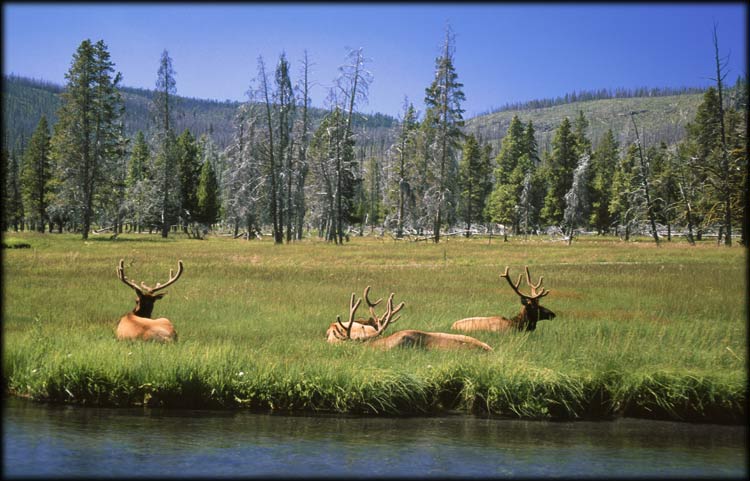 Cándido Barco - Yellowstone N. P. Wyoming