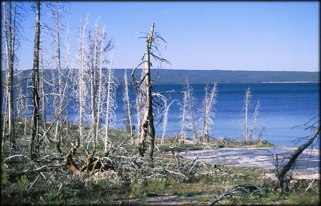 Cándido Barco - Yellowstone N. P. Wyoming