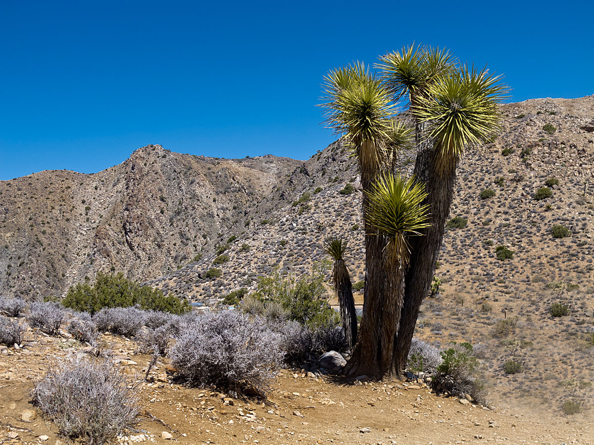 joshua-tree 5-2014